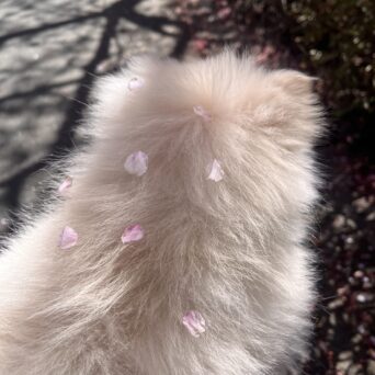 かわいいポメラニアンの赤ちゃんと桜 お花見