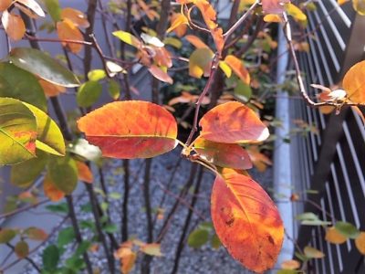 ジューンベリー　紅葉　豊川