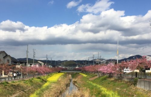 豊川市 河津桜