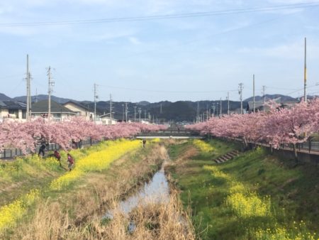 豊川市　桜　西古瀬川