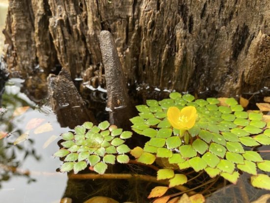 ウォーターダイヤ　花