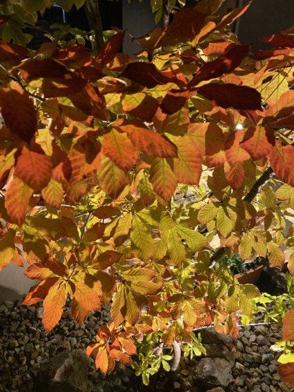 コナラ　紅葉　豊川市