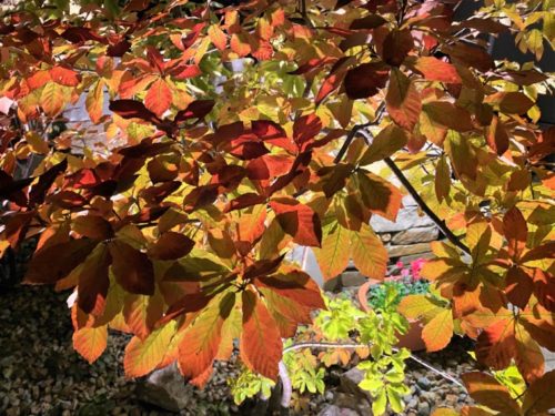 コナラ　紅葉　豊川市