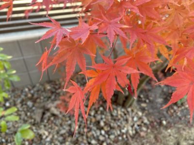 イロハモミジ　紅葉　