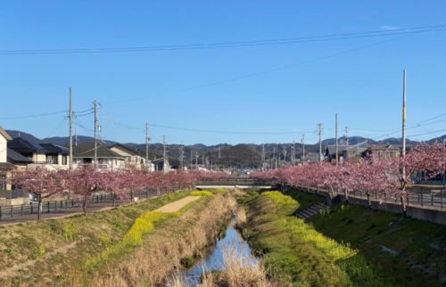 河津桜　豊川