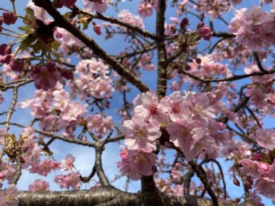 河津桜　豊川