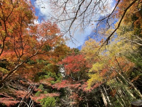 愛知　紅葉